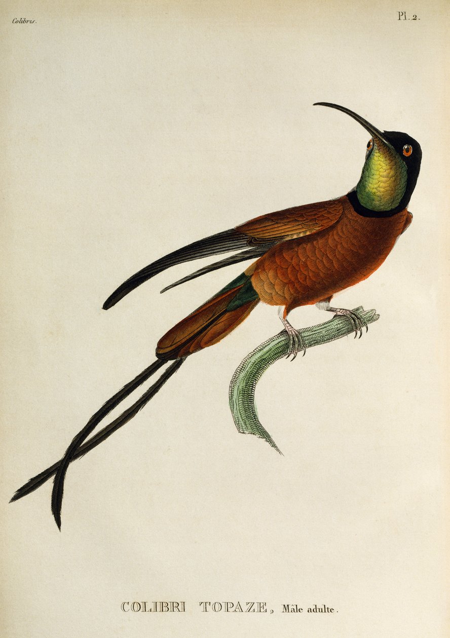 Bíbor topáz (Topaza pella), metszet A trochilidákból vagy kolibri és kolibri alkotó: René Primevère Lesson