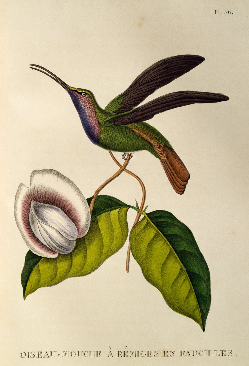 Lazulin szablya (Campylopterus falcatus), metszet A trochilidákból vagy kolibri és kolibri alkotó: René Primevère Lesson
