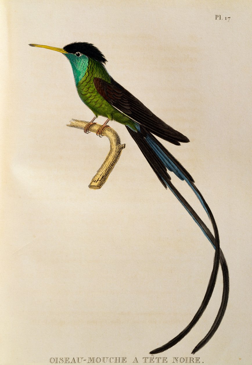 Vöröscsőrű patakfarkú (Trochilus polytmus), metszet a Trochilidákból vagy kolibri és kolibri alkotó: René Primevère Lesson