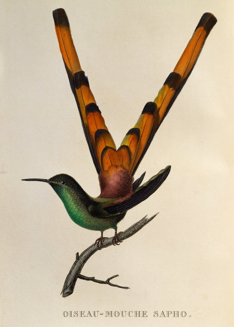 Vörösfarkú üstökös (Sappho sparganurus), metszet a Trochilidákból vagy kolibri és kolibri alkotó: René Primevère Lesson