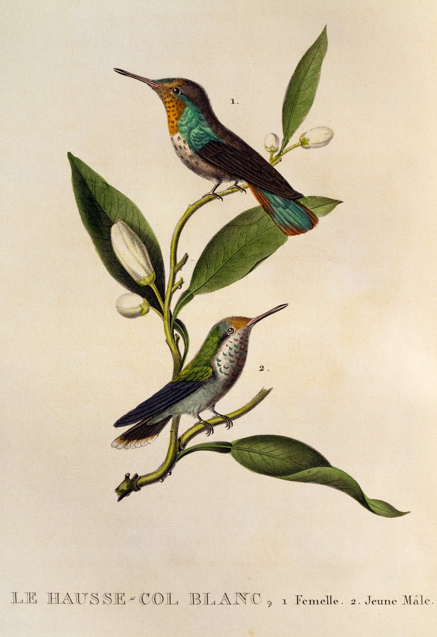 Rubintopáz Kolibri nőstény és fiatal hím (Chrysolampis mosquitus), metszet Les trochilidees ou les colibris et les oiseaux-mouches alkotó: René Primevère Lesson