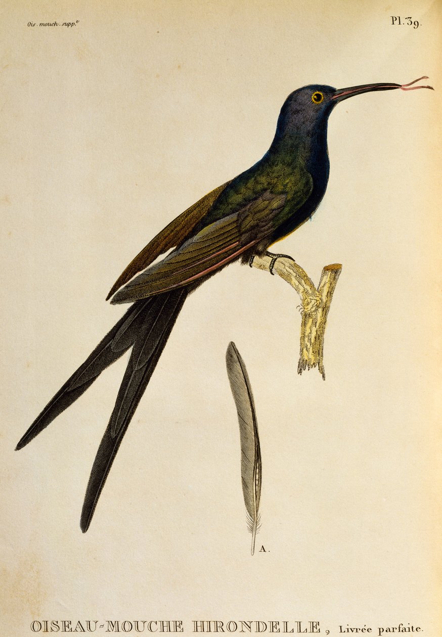 Fecskefarkú kolibri (Eupetomena macroura), metszet: Les trochilidees ou les colibris et les oiseaux-mouches alkotó: René Primevère Lesson