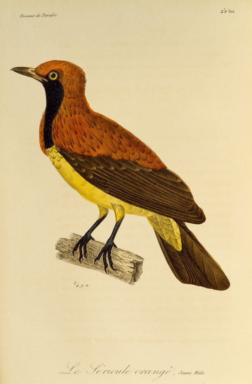 Álarcos madarak (Sericulus aureus) fiatal hímje, metszet a Paradicsommadarak és Epimágák természetrajzából alkotó: René Primevère Lesson