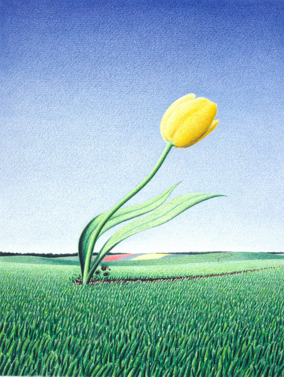 Gyors tulipán alkotó: Rene Boin
