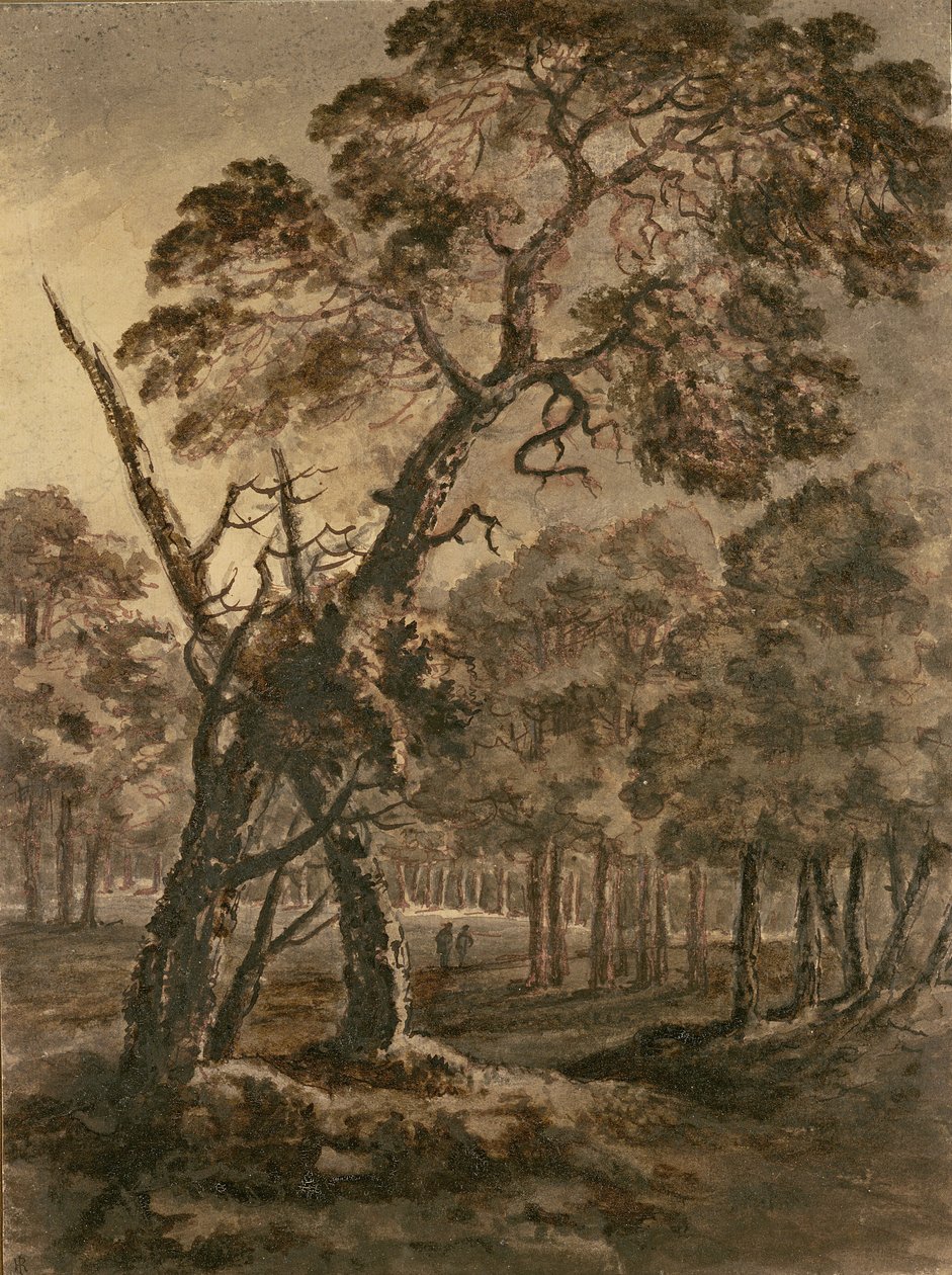 Erdei jelenet, Óriás erdeifenyő és erdei tisztás, 1771 (toll, tinta és mosás papíron) alkotó: Rev. William Gilpin