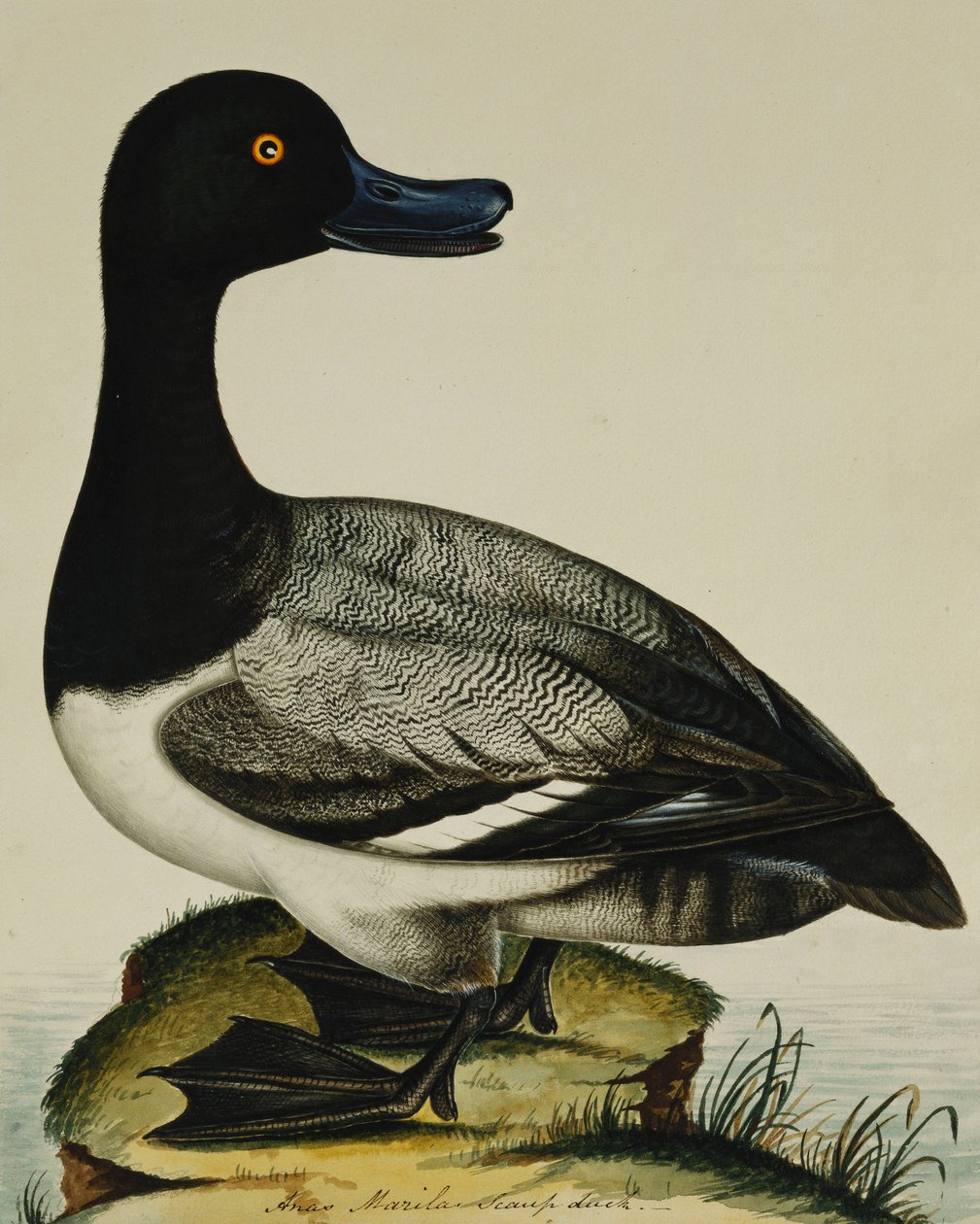 Scaup Duck alkotó: Rev. C. Atkinson