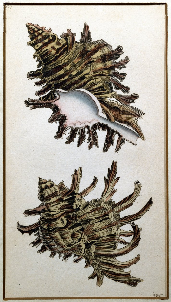 Conch Shell, kiadó: Shaw, 1790-1820 körül (nyomtatott) alkotó: Richard Polydore Nodder