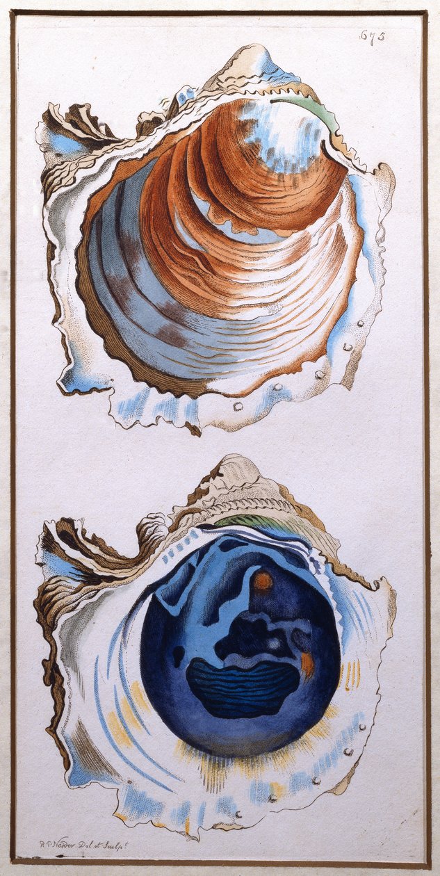 Oyster Shell, kiadó: Shaw, 1790-1820 körül (nyomtatott) alkotó: Richard Polydore Nodder
