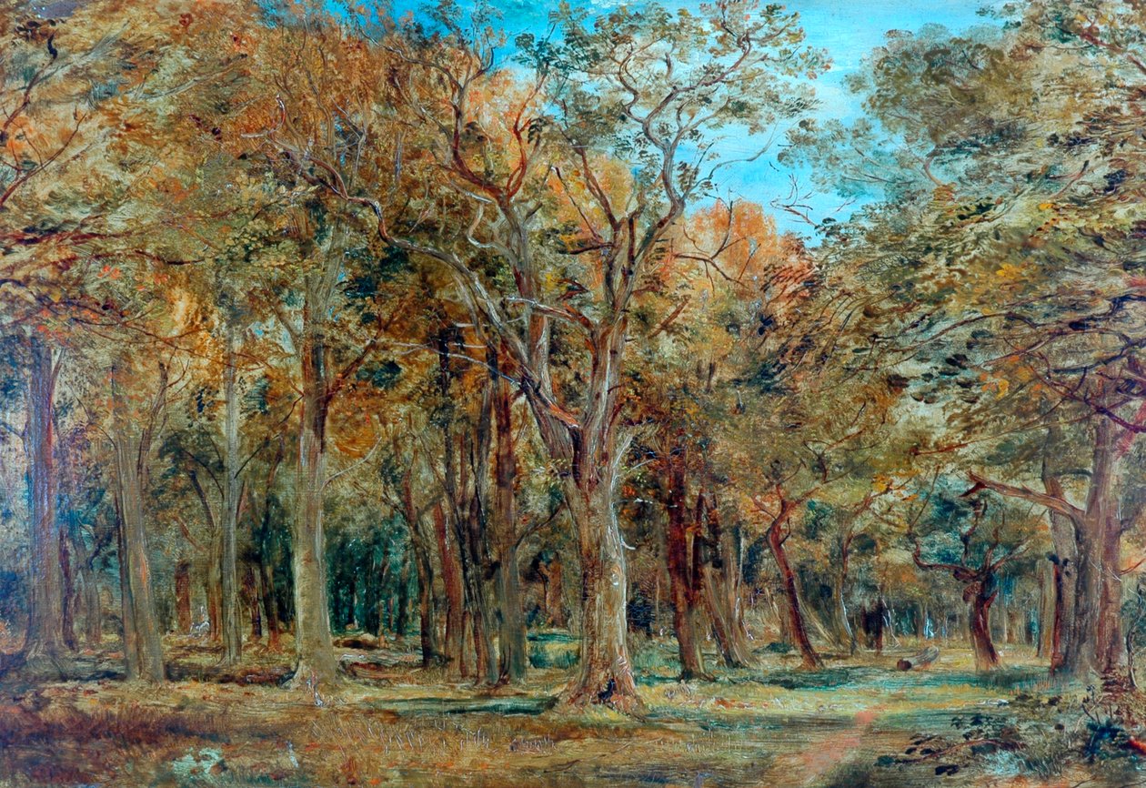 Sherwood Forest alkotó: Richard Sebastian Bond