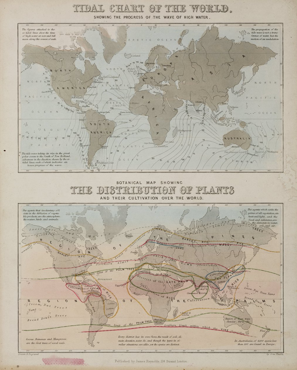 Árapály-diagram és a növények világméretű eloszlásának térképe, 1850 körül alkotó: John Pardon