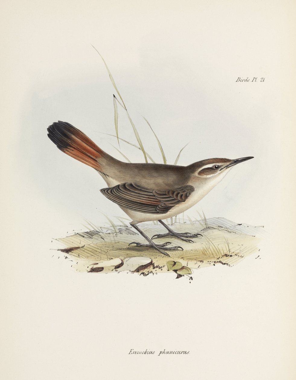Szalagfarkú földi kúszónövény, Dél-Amerika, c 1832-1836 alkotó: John Pardon