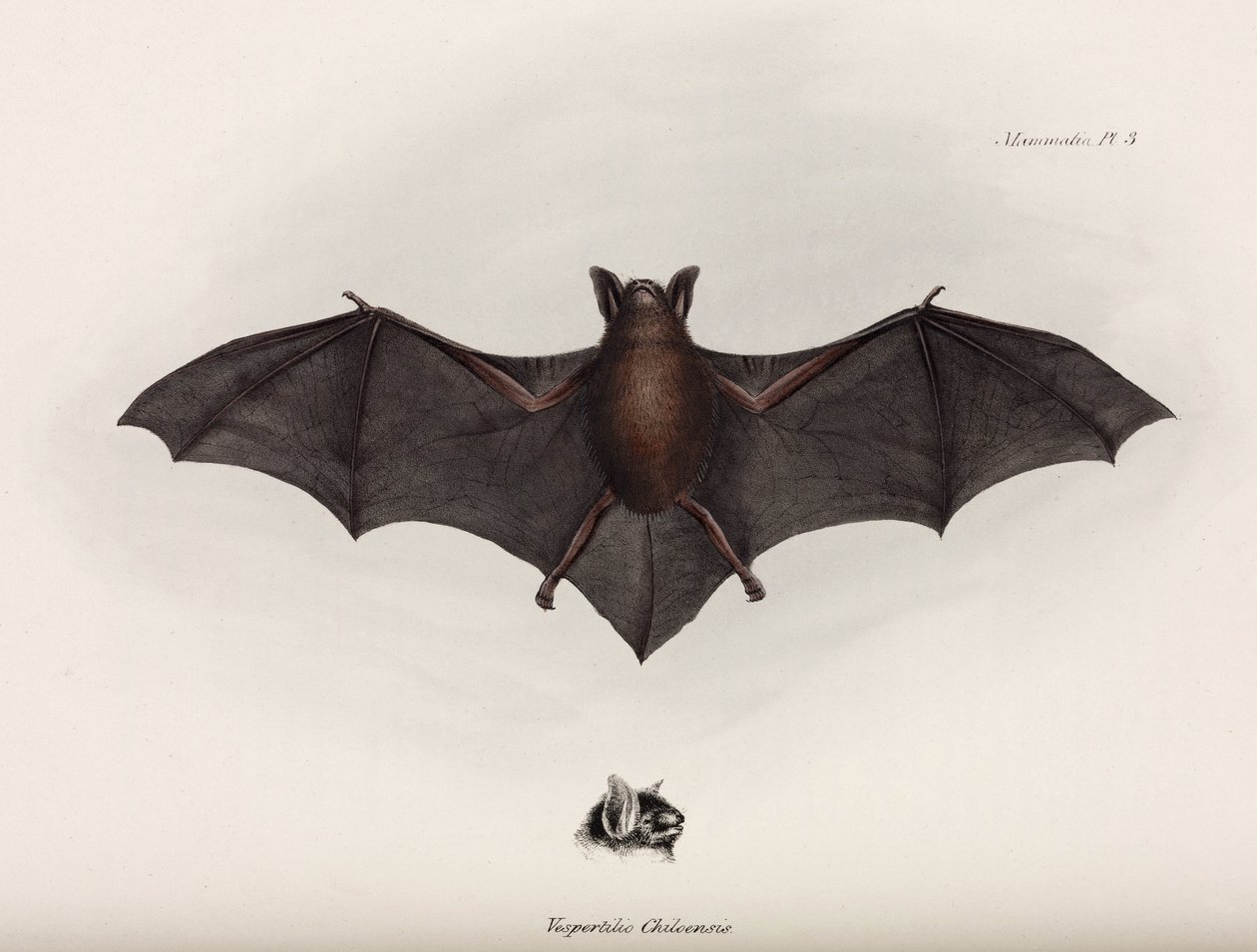 Bat, Dél-Amerika, 1832-1836 alkotó: John Pardon
