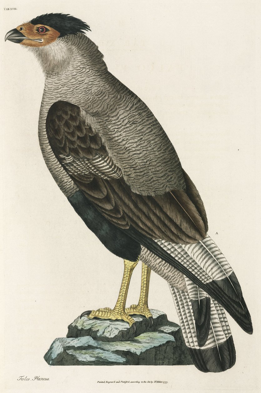 Tarajos Caracara alkotó: John Pardon