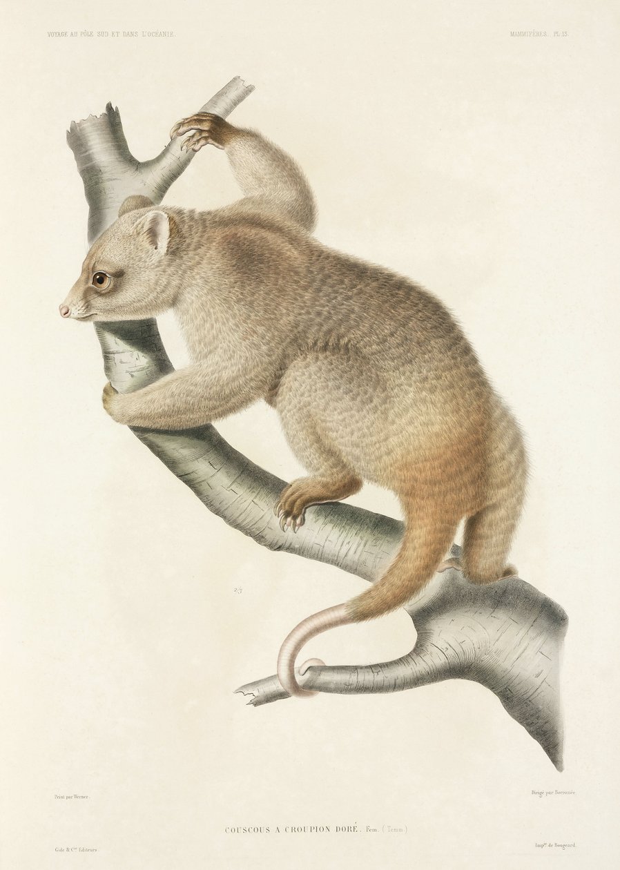 Cuscus alkotó: John Pardon