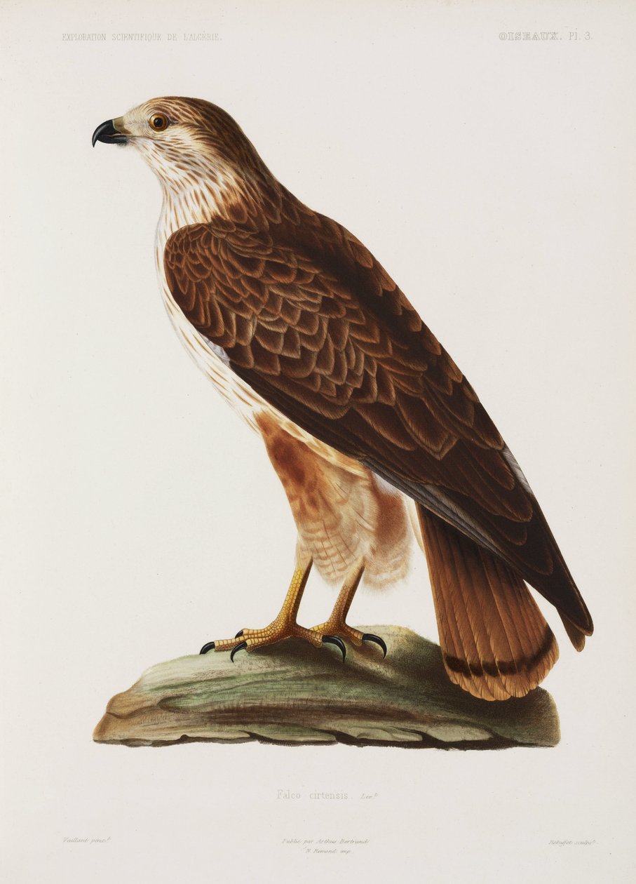 Falcon, Algéria alkotó: John Pardon