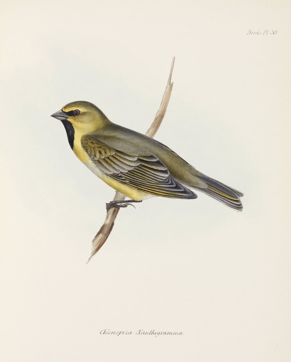 Finch, c 1832-1836 alkotó: John Pardon