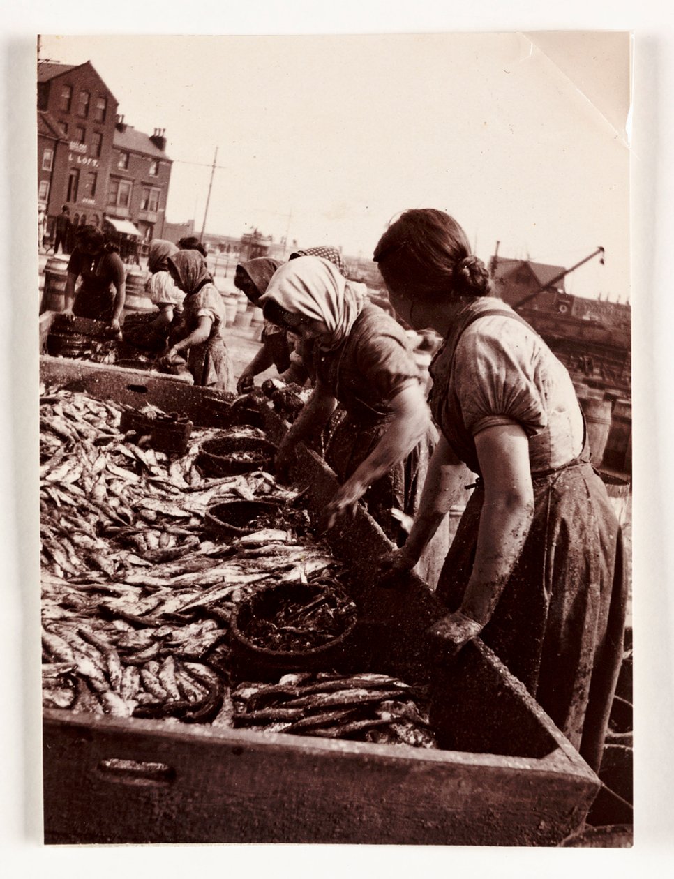 Horgászat, Fisherfolk Women halválogató, Whitby Harbour, North Yorkshire, 1905 alkotó: John Pardon
