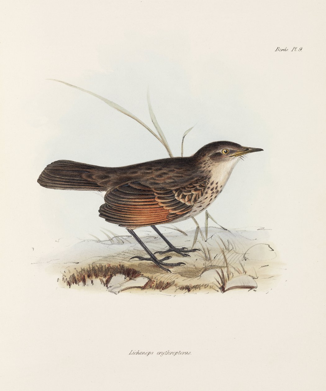 Légykapó, c 1832-1836 alkotó: John Pardon
