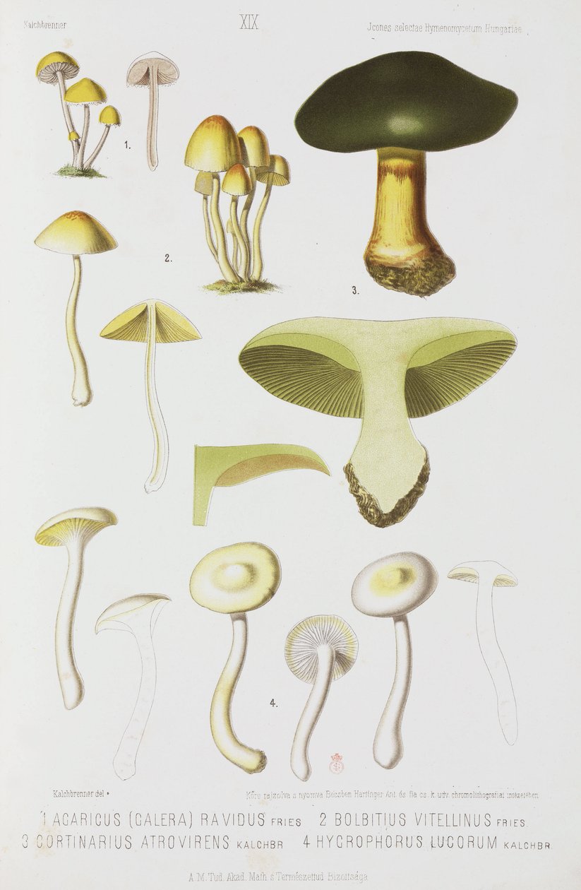 Négyféle gomba, 1874 alkotó: John Pardon