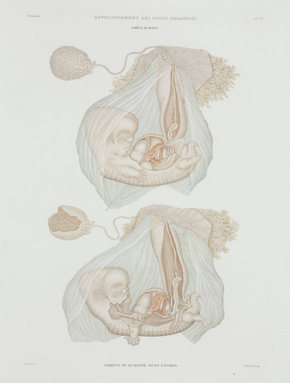 Nőgyógyászat Az emberi magzat 40 napos korában, c 1847-1859 alkotó: John Pardon