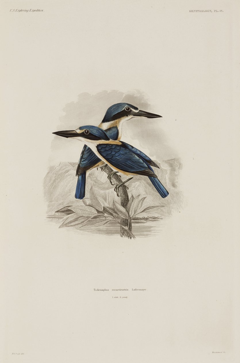 Kingfishers, Szamoa alkotó: John Pardon