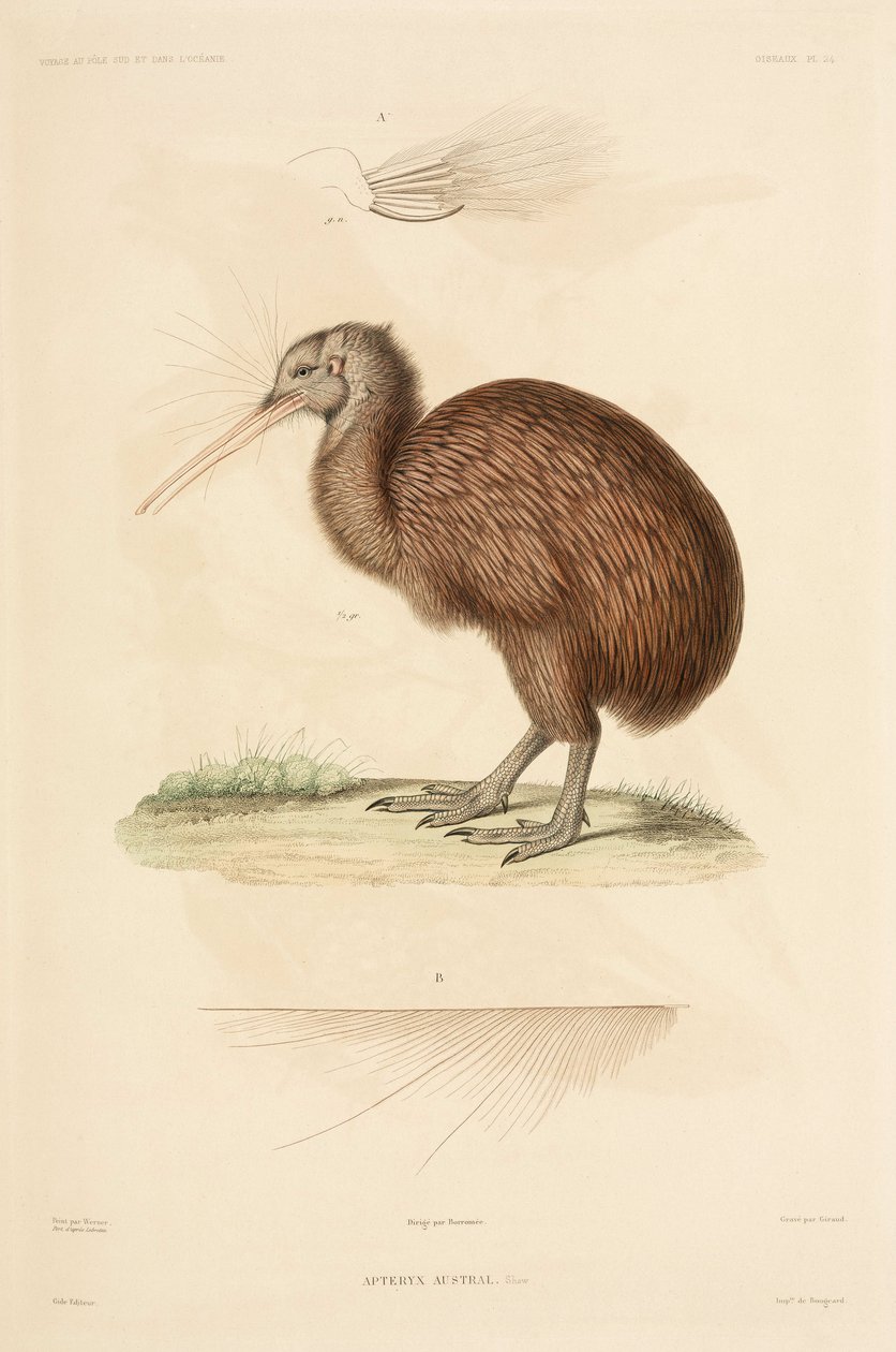 Kiwi, Új-Zéland alkotó: John Pardon