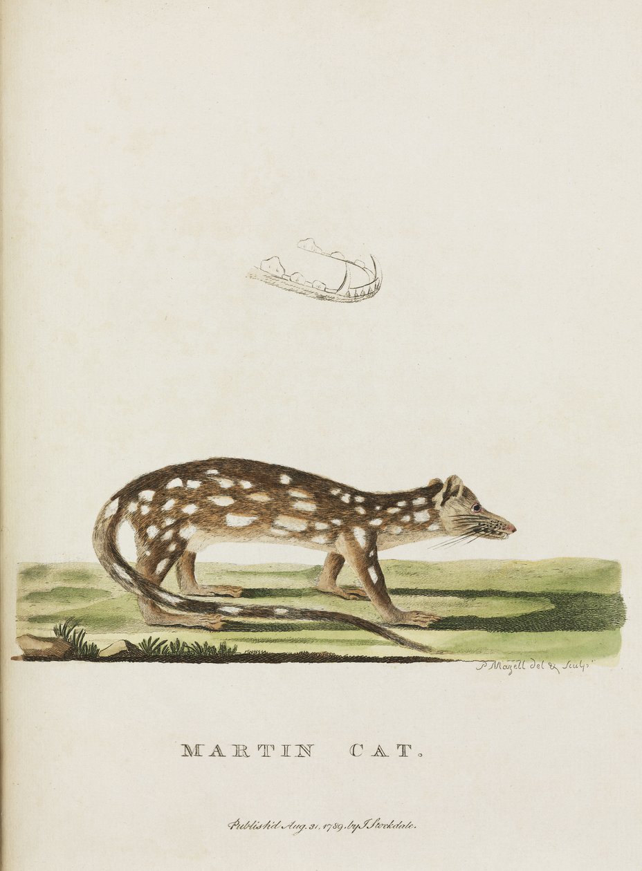 „Martin Cat”, Ausztrália, 1788 alkotó: John Pardon