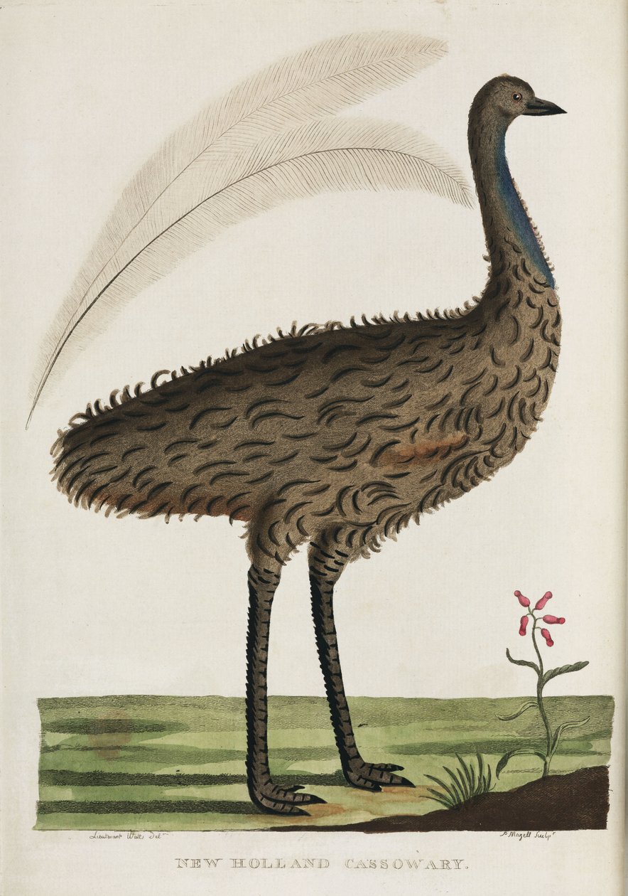 „New Holland Cassowary”, Ausztrália, 1788 körül alkotó: John Pardon