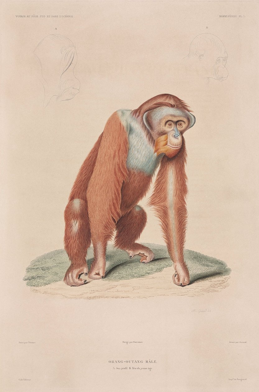 Orangutans, Indonézia alkotó: John Pardon