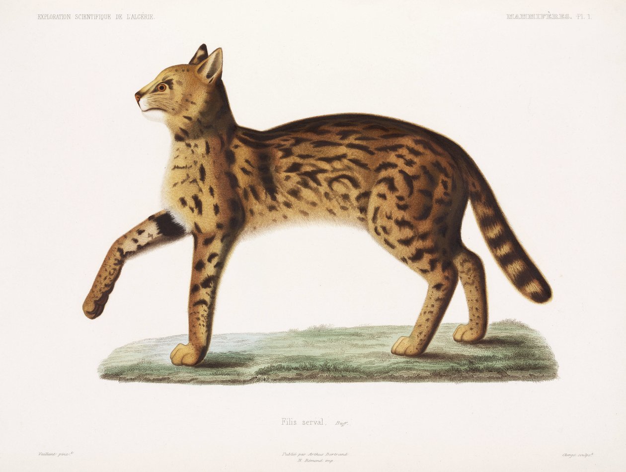 Serval, Algéria alkotó: John Pardon