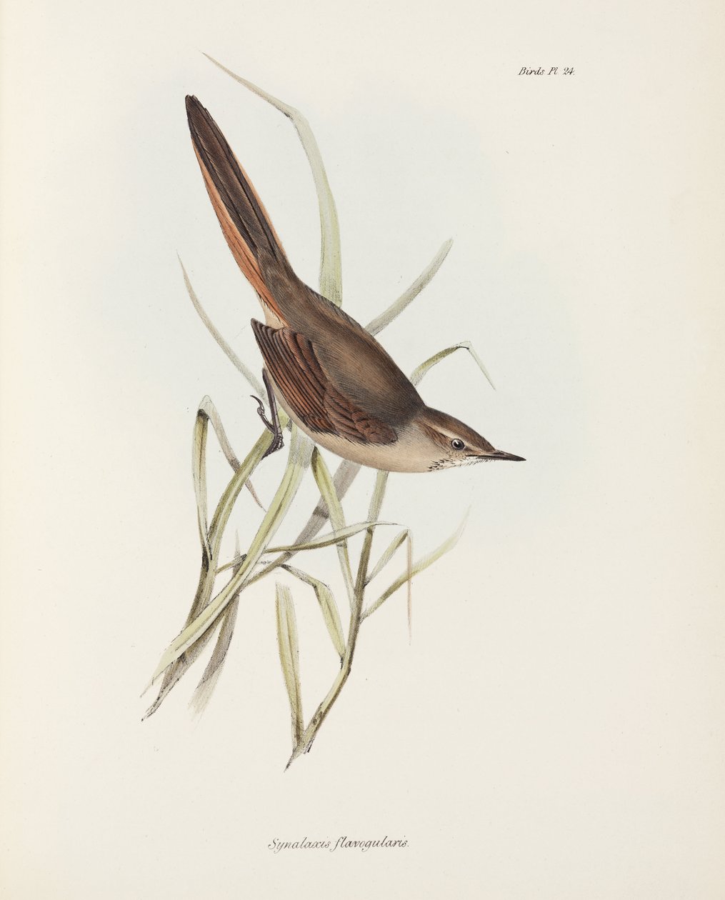 Spinetail, Dél-Amerika, c 1832-1836 alkotó: John Pardon