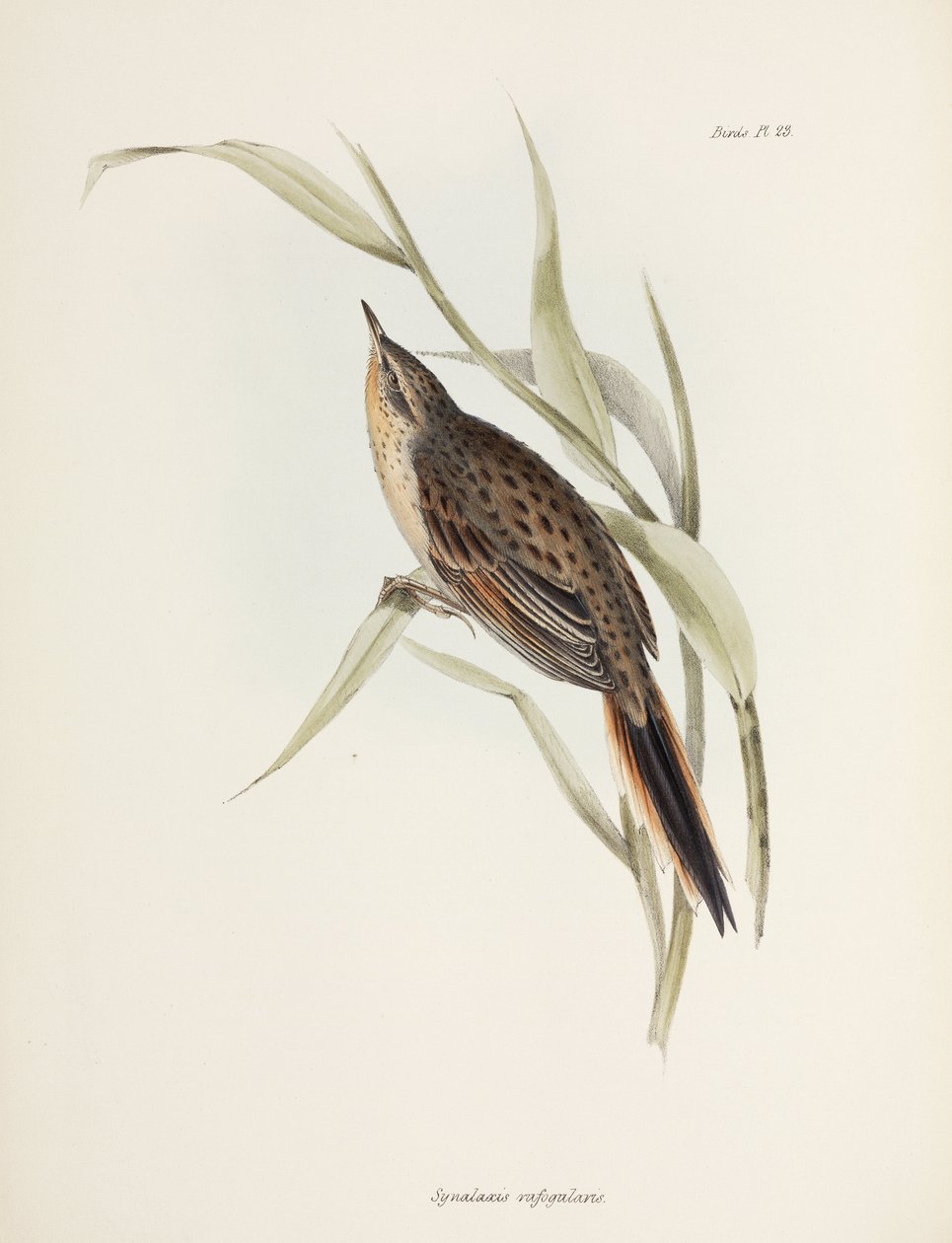 Spinetail, Dél-Amerika, c 1832-1836 alkotó: John Pardon