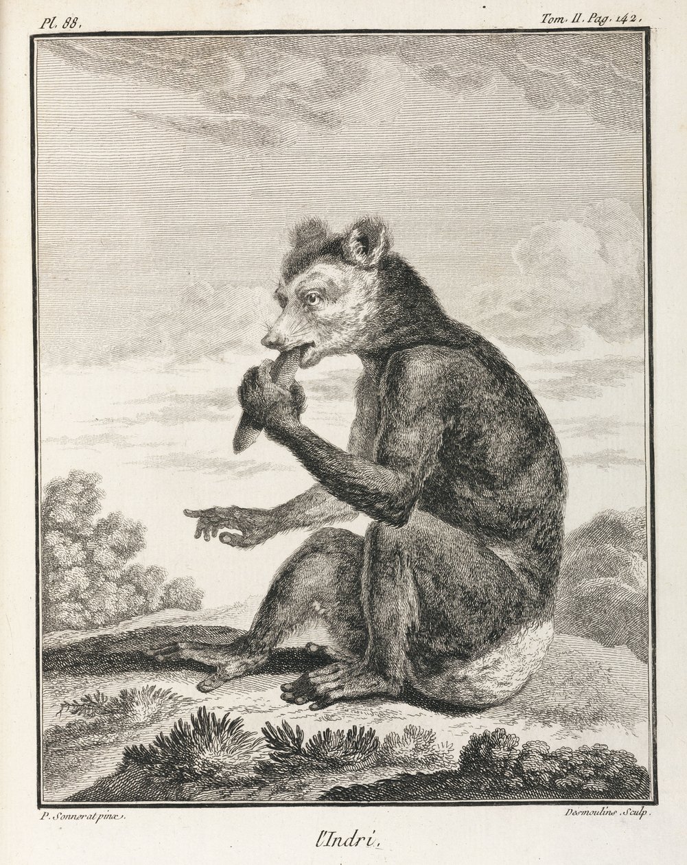 Az Indri - egyfajta maki, Madagaszkár alkotó: John Pardon
