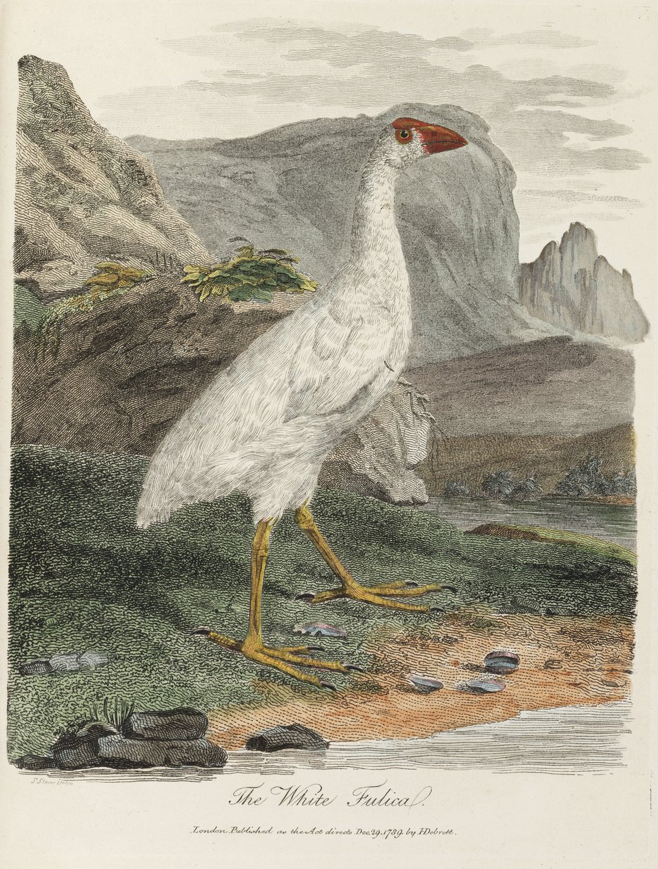 "A fehér fulica" alkotó: John Pardon