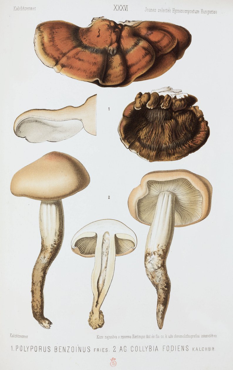 Kétféle gomba, 1874 alkotó: John Pardon