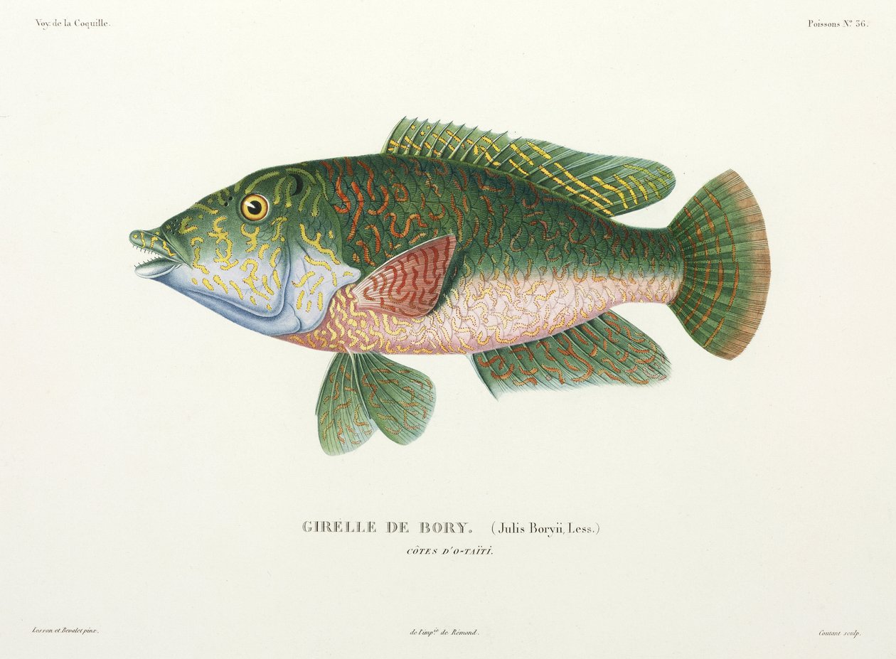 Wrasse típusa, Tahiti alkotó: John Pardon