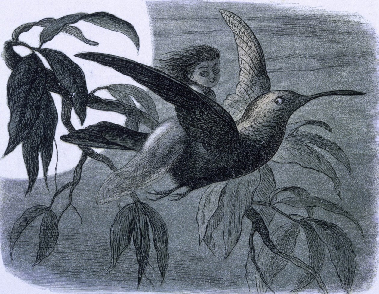 Kolibri lovaglású tündér (vagy nimfa). Illusztráció a "Tündérországban. Richard Doyle képsorozata az elf-világból"" alkotó: Richard Doyle