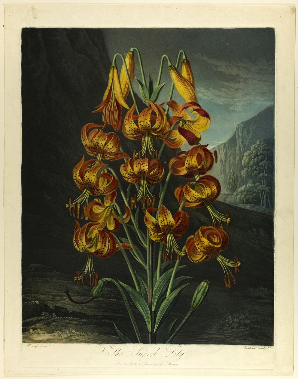 A csodálatos liliom, a Flora templomából alkotó: Richard Earlom