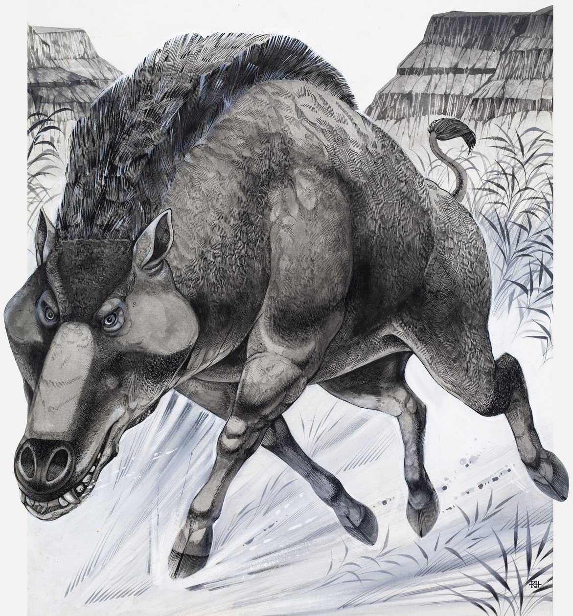Daeodon (gouache, papír) alkotó: Richard Hook
