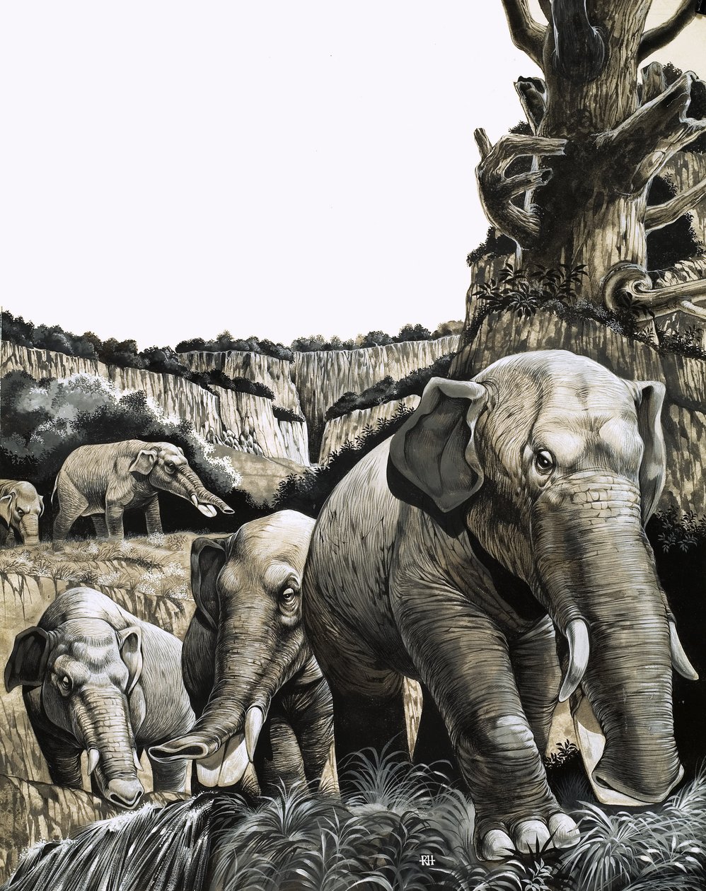 A különös Amebelodon alkotó: Richard Hook