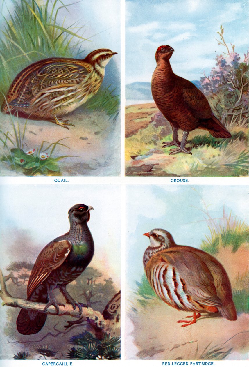 Vadmadarak a Harmsworth Natural History-ból, 1910 1911-1912. alkotó: Richard Lydekker