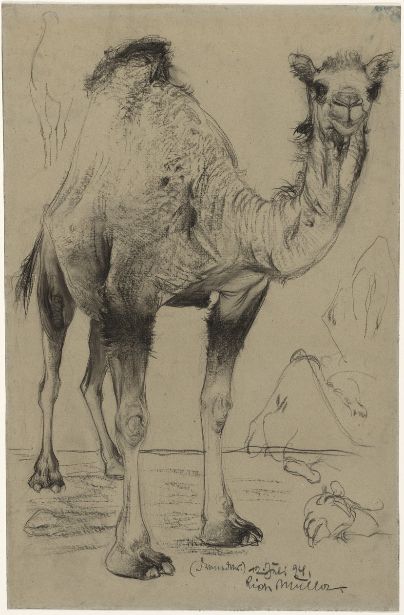 Dromedár, 1894. alkotó: Richard Muller