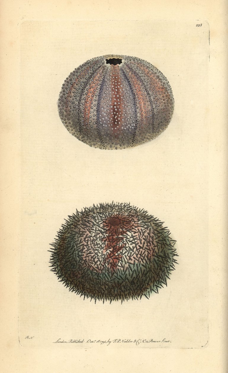 Ehető tengeri sün, Echinus esculentus, George Shaw és Frederick Nodder „The Naturalist