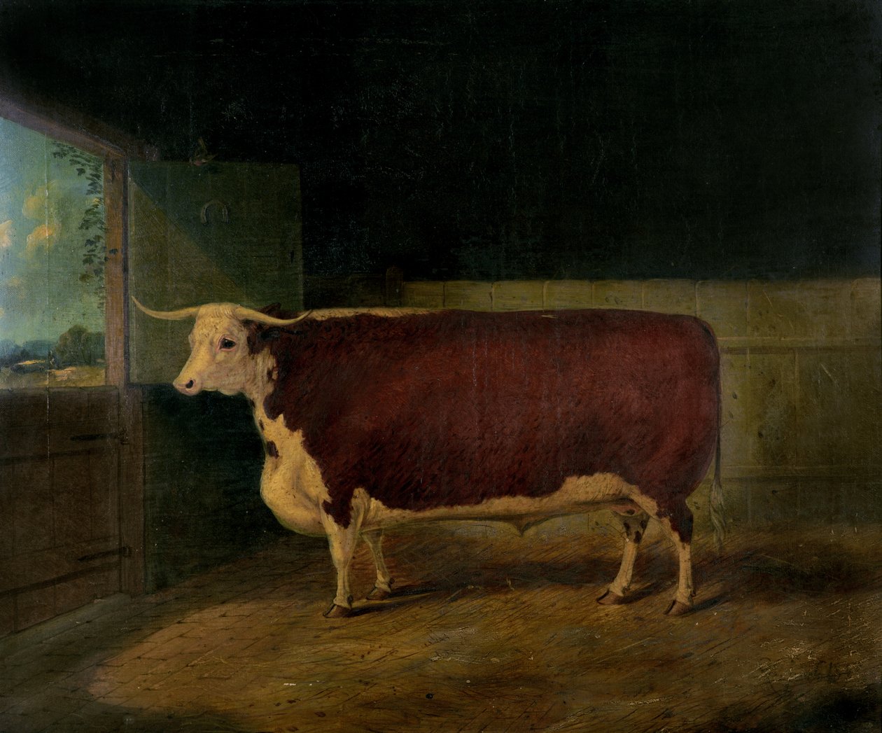 Egy díjnyertes herefordi tinó portréja, 1874 alkotó: Richard Whitford