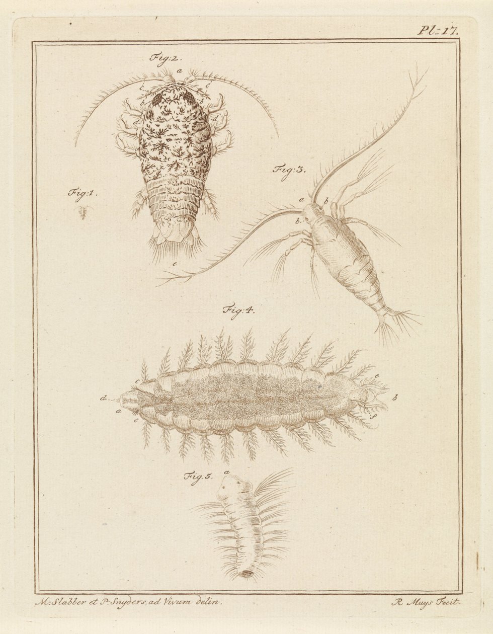 Achát egylábú, copepod és sörteféreg alkotó: Robbert Muys