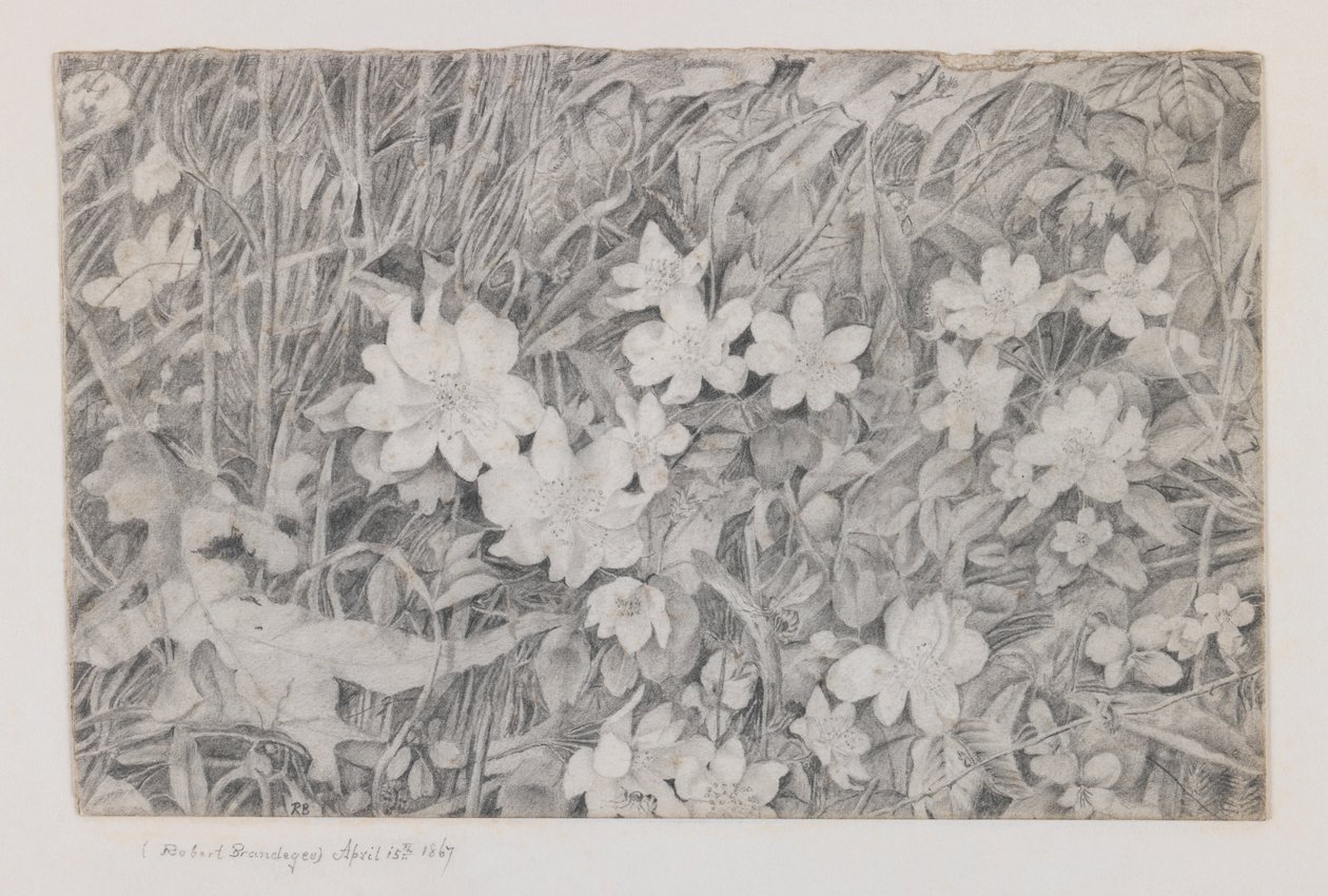 Anemones, 1867. április 15. (grafit papíron) alkotó: Robert B. Brandegee