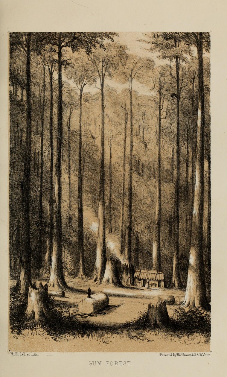 Gum Forest, akvarell festménye Robert Elwes (1819–1878), egy gazdag, fiatal norfolki brit úriember alkotó: Robert Elwes
