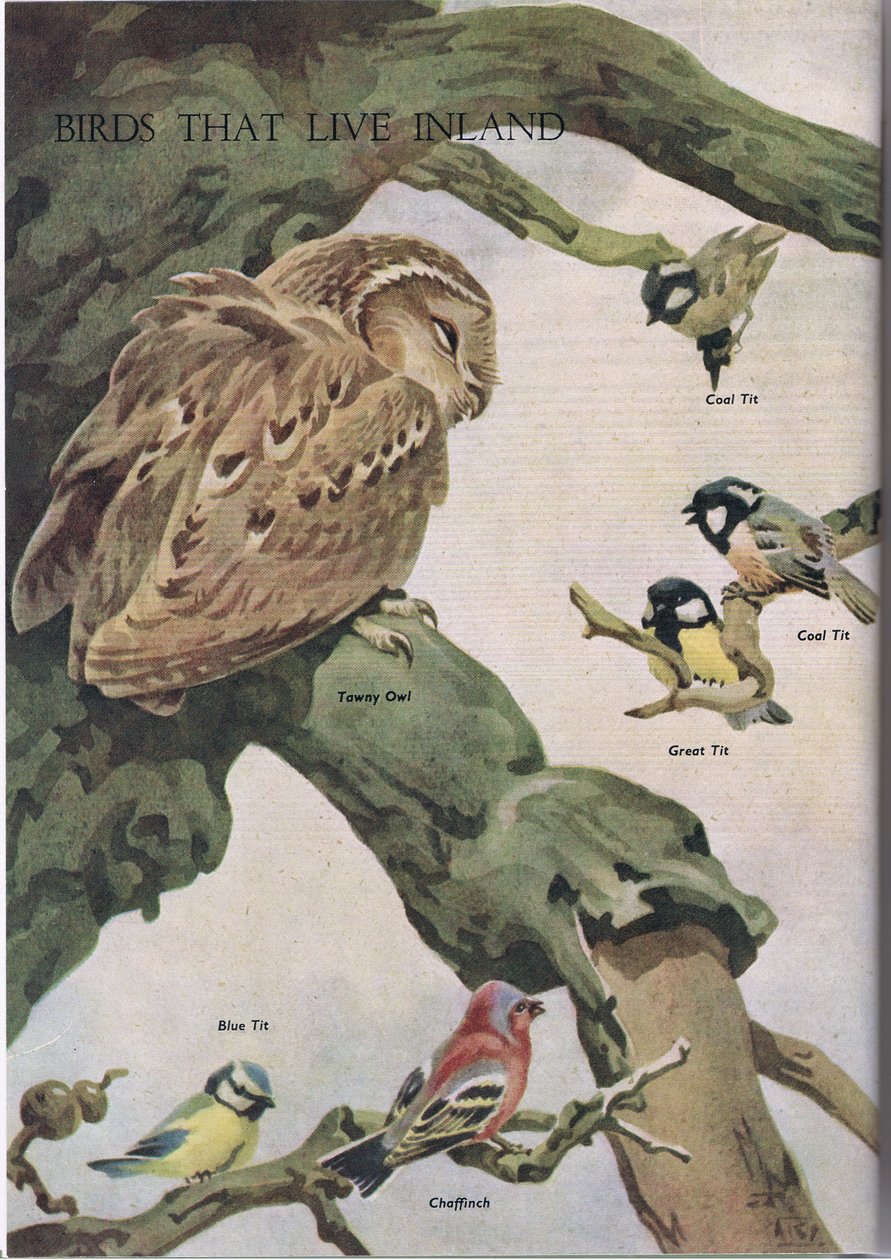 A szárazföld belsejében élő madarak, illusztráció az Odhams által kiadott Gyermek természetkönyvből, 1958 alkotó: Robert George Talbot Kelly