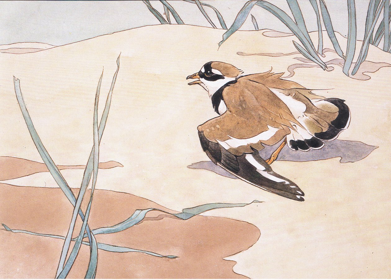 Ring Plover sérülést színlel alkotó: Robert George Talbot Kelly