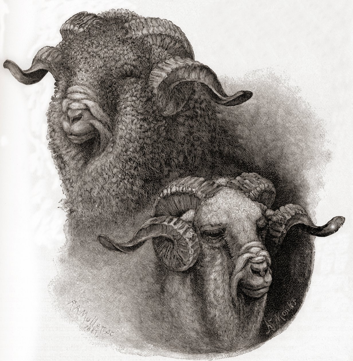 Merinói kos feje összehasonlítva a nyírás előtt és után, a The Century Illustrated Monthly Magazine 1884-es számából. alkotó: Robert Antoine Muller